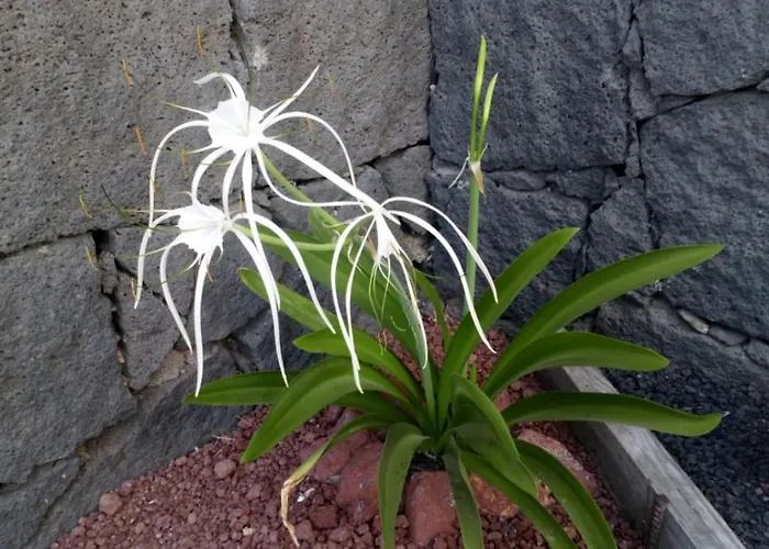 Estudio Vista Rubicon Playa Blanca (Lanzarote)