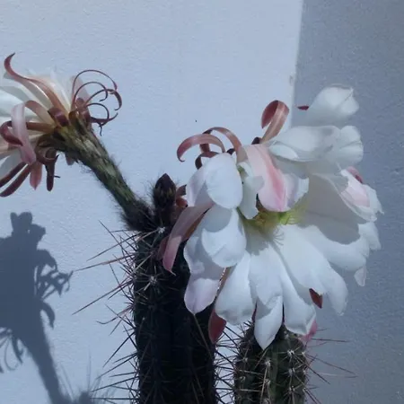 Estudio Vista Rubicon Apartamento