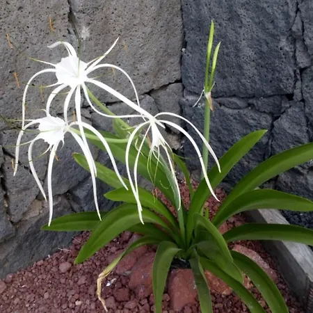 Estudio Vista Rubicon פלאיה בלנקה