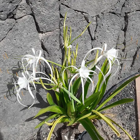 דירה Estudio Vista Rubicon פלאיה בלנקה