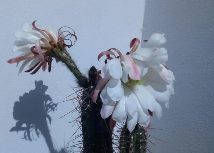 Estudio Vista Rubicon Appartement