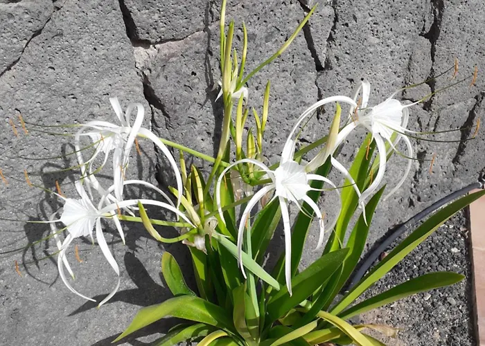 Appartement Estudio Vista Rubicon Playa Blanca (Lanzarote)
